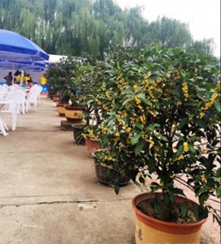 盆景桂花排名前十(哪里买桂花盆景最好)插图5