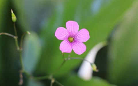 龚芝怡(龚芝怡现状)