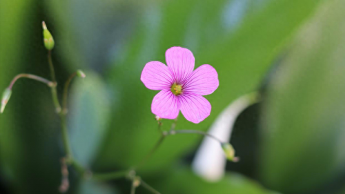 龚芝怡(龚芝怡现状)插图