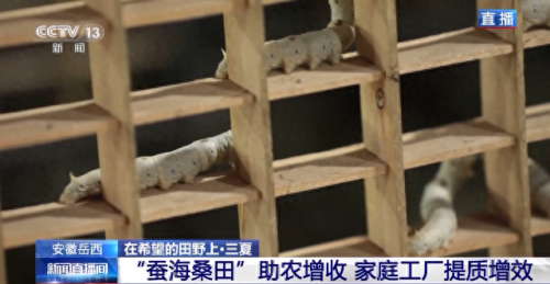 安徽养蚕人数排名前十(中国哪个省份养蚕最多)插图7