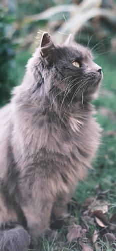猫酷壁纸(最近很火的猫壁纸霸气)插图16