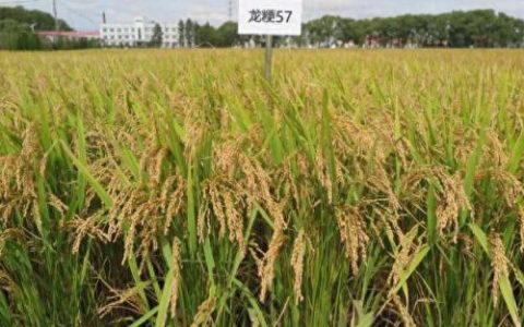糯稻品种排名前十(有什么糯稻品种推荐)