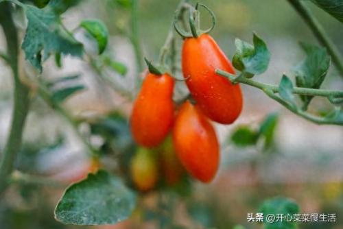 揭阳药厂排名前十(广东制药厂的排名)插图5