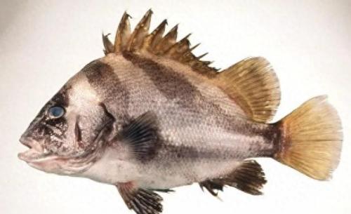海鲷口感排名前十(海鲷价格)插图7