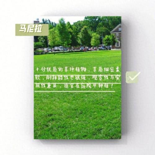 绿化草坪排名前十(绿化草坪喷淋)插图2