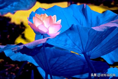 另类图库(49个图库app)插图10