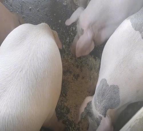 广东豆渣厂家排名前十(广东豆渣厂家直销)插图4