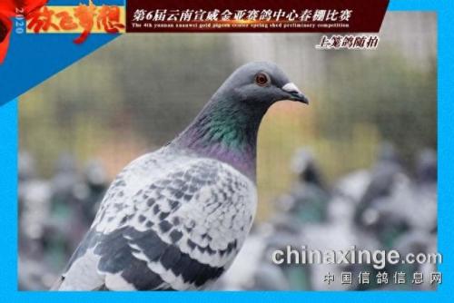 金亚赛鸽中心春棚(宣威金亚赛鸽中心春棚)插图5