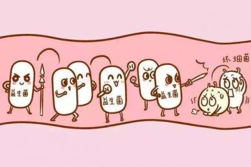 益菌加酸奶发酵剂(嗜酸乳杆菌能发酵酸奶吗)插图5
