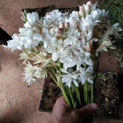 排名前十的名花(中国名花排名前50)插图11