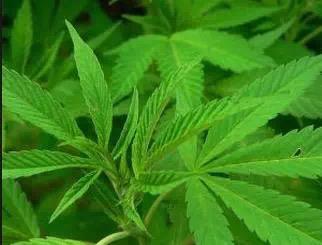 麻醉中药排名前十(中医麻醉用什么中药)插图4