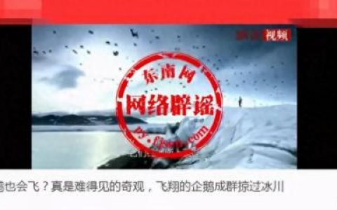飞翔的企鹅(飞翔的企鹅321)