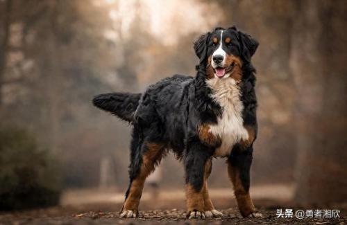 西班牙宠物排名前十(宠物名字十大排名)插图2