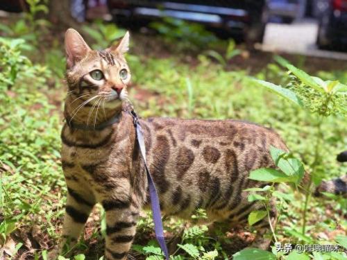 猫咪前十智商排名(猫咪智商最高的几个)插图6