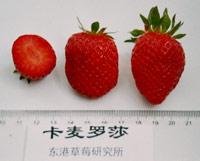 十大草莓排名前十图片(吃草莓的十大好处)插图31