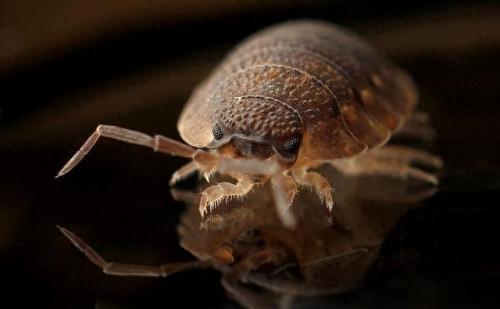 世界上最好的生物排名前十(世界上十大厉害的生物)插图36