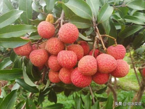 中国荔枝产地(中国荔枝产地分布图)插图