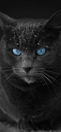 猫酷壁纸(最近很火的猫壁纸霸气)插图13