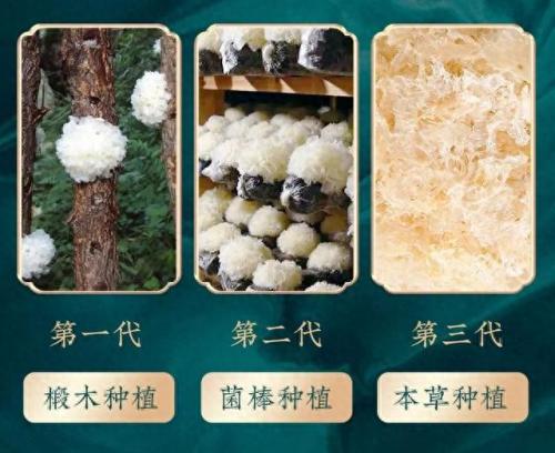 本草银耳 排名前十(本草银耳品牌前十名)插图4