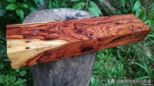 稀有高端植物排名前十(稀有植物大全名称图片)插图