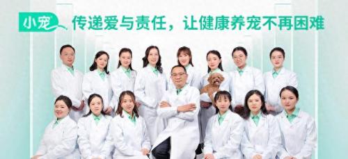 中国最护主的狗狗排名前十(十大公认最好的狗狗)插图10