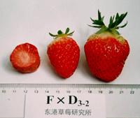 十大草莓排名前十图片(吃草莓的十大好处)插图23