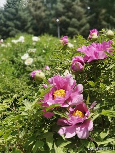 花是爱(被爱的花和不被爱的花)插图