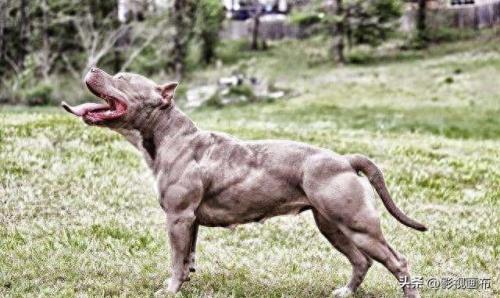 世界前五猎犬排名前十(世界三种猎犬排名前十)插图