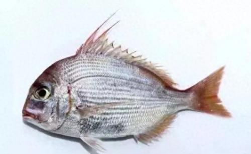 海鲷口感排名前十(海鲷价格)插图11