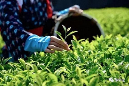 日本绿茶排名前十(绿茶抗癌效果最好排名)插图5