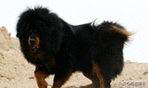 世界前五猎犬排名前十(世界三种猎犬排名前十)插图21