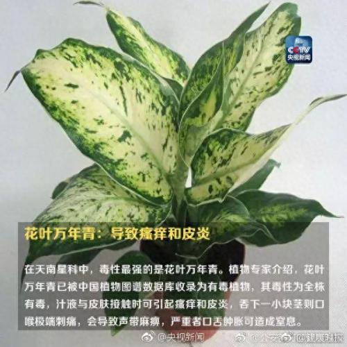 养合元是什么(养合元是什么东西呀)插图10