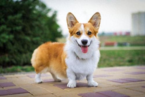 排名前十犬种(最好十种犬种)插图21