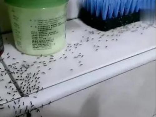 灭蚂蚁的方法(车上灭蚂蚁小妙招)插图1