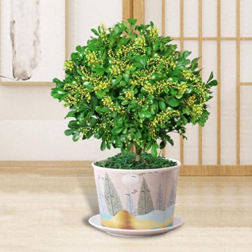 排名前十的名花(中国名花排名前50)插图4