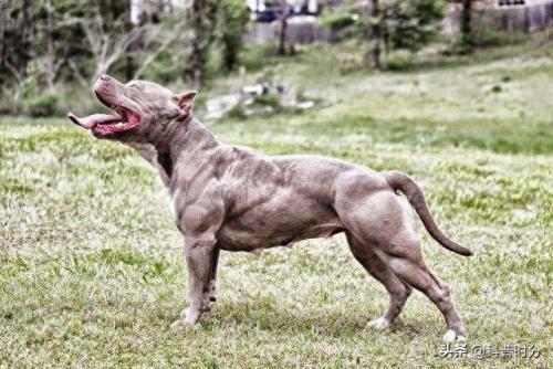 世界十大猛犬排名前十(世界十大猛犬排名榜前十名)插图1