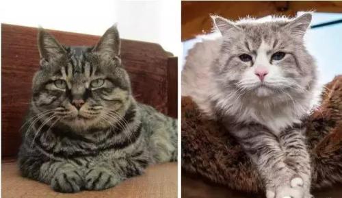 猫有九条命真的吗蚂蚁庄园(猫有九条命是真的还是假的)插图1
