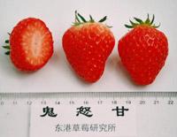 十大草莓排名前十图片(吃草莓的十大好处)插图13