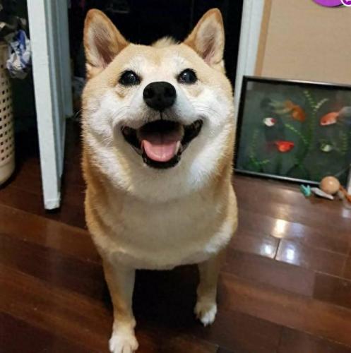 排名前十犬种(最好十种犬种)插图26