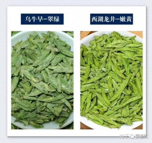 龙井品种排名前十(龙井哪个品种最好)插图6