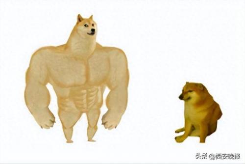 微笑狗图片 原图 恐怖(1990年微笑的狗)插图1