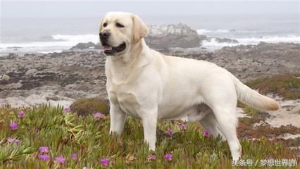 军犬黑色品种排名前十(军犬名称大全)插图6
