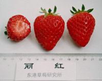 十大草莓排名前十图片(吃草莓的十大好处)插图19