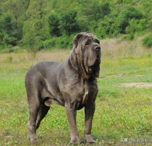 世界前五猎犬排名前十(世界三种猎犬排名前十)插图7