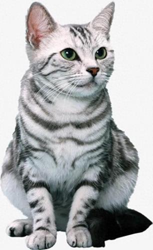 猫鼠恋(鼠猫同人小说)插图1