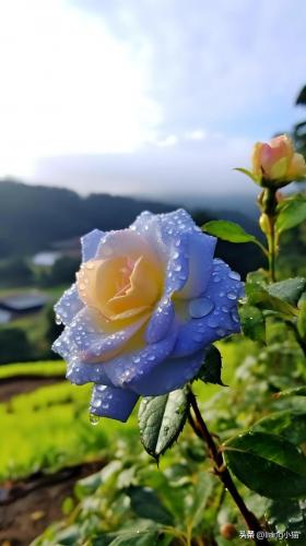 好一朵小兰花(一朵小兰花)插图