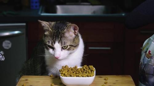 猫咪必备药膏排名前十(猫咪拉稀必备药)插图10