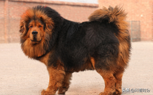 世界十大猛犬排名前十(世界十大猛犬排名榜前十名)插图27