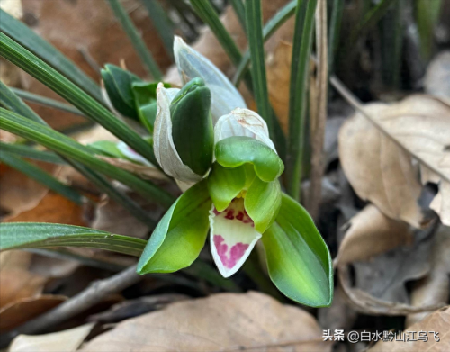 兰花耐晒排名前十(兰花花肥品牌排名)插图1