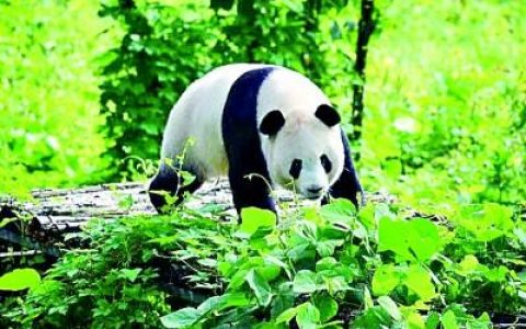 2021年7月7日是什么日子(2021年7月7日是情人节吗)